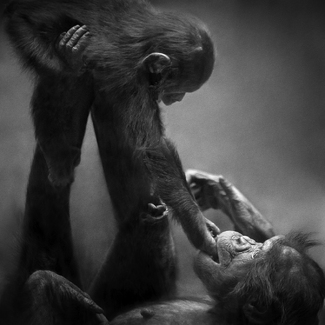 Baby Ape playing Baby Ape playing