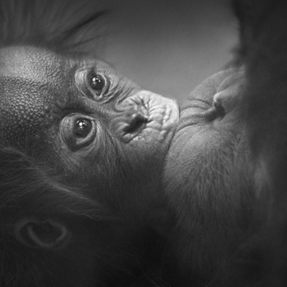 Baby Orang Utan Baby Orang Utan