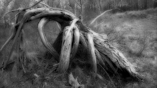 In the Forest In the Forest