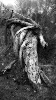 In the Forest 2 In the Forest 2
