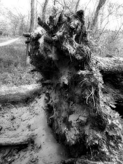 In the forest IV In the forest IV