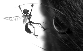 EXTRAORDINARY MEASURES EXTRAORDINARY MEASURES