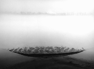 On the Batture: Mud Flat On the Batture: Mud Flat