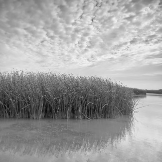 Yolo Wild Life Area Study Yolo Wild Life Area Study