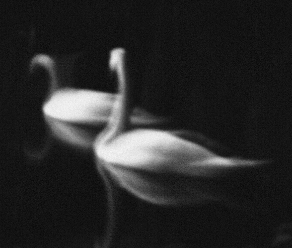 Ghosts of Swans