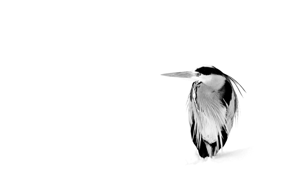 Snow Heron