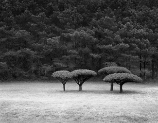 Sculpted Trees