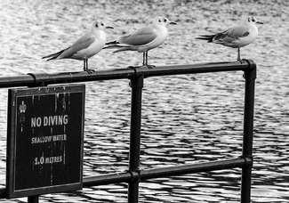 Dilemma for gulls