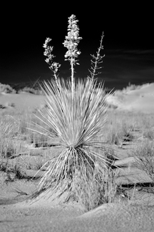 Infrared White Sands Yucca
