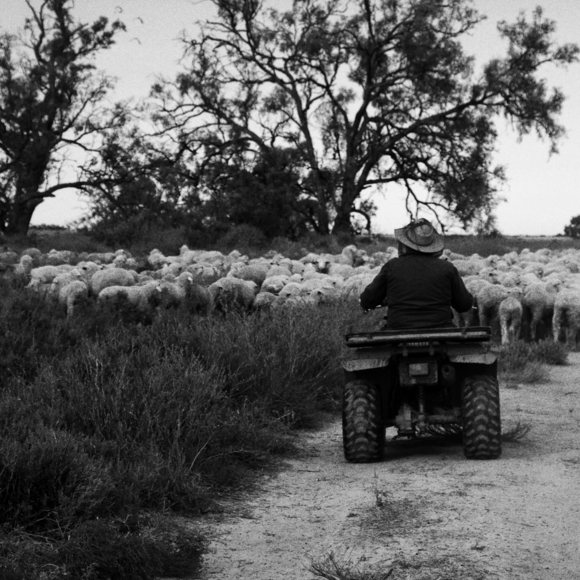 Sheepwork