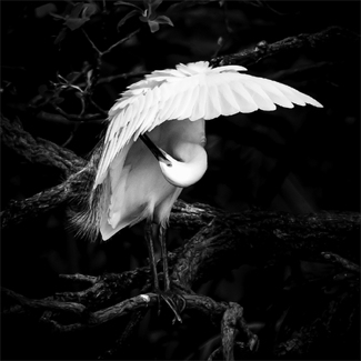 Egret Preening Egret Preening