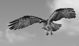 Eye on the Prey Eye on the Prey