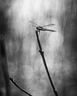Dragonfly Landing Dragonfly Landing