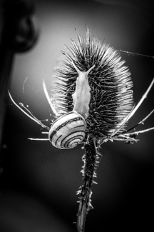 Brown Lipped Snail #4 Brown Lipped Snail #4