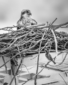 Checking Out The Neighbor Checking Out The Neighbor