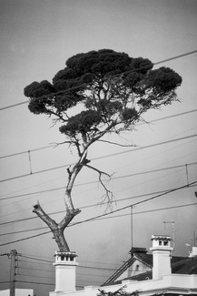 The Impossible Tree, Tourrettes-sur-Loup, France, 1989 The Impossible Tree, Tourrettes-sur-Loup, France, 1989