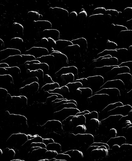 Mountain sheep grazing Mountain sheep grazing