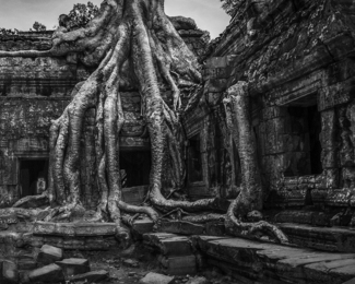 Strangler Fig, Angkor Thom