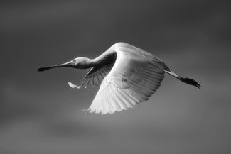 Mystical Flight Mystical Flight