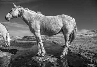 A Living Breathing Statue A Living Breathing Statue