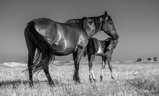 The Double Helix Perfected The Double Helix Perfected