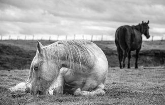 Waiting For Her Foal Waiting For Her Foal