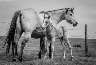 Buckskin Next Gen Buckskin Next Gen