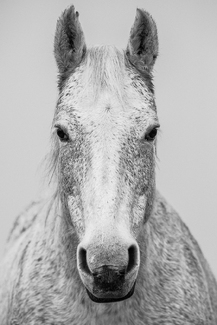 Horse Avedon Frontal Horse Avedon Frontal