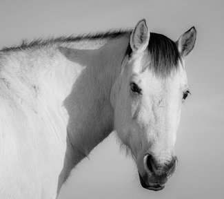 A Mare Shadow