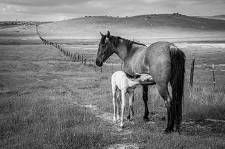 Vanishing Fence Line