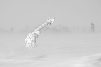 Snowy Wonder Snowy Wonder