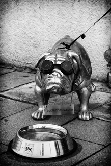 Steel Dawg Steel Dawg