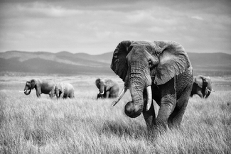 African Wildlife African Wildlife