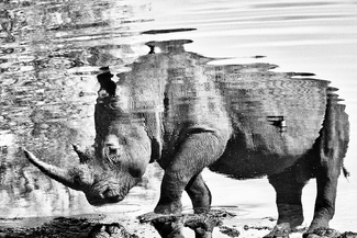 Rhino Reflection Rhino Reflection