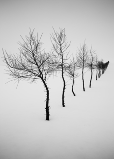 Trees Line