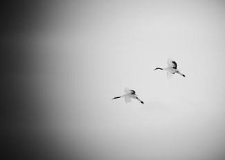 Two Red-Crowned Crane Two Red-Crowned Crane