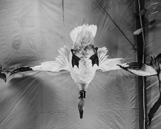 Stuffed Snow Goose Stuffed Snow Goose