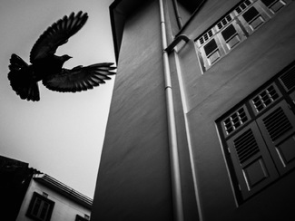 Soar with freedom Soar with freedom