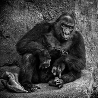 The Vanquished The Vanquished