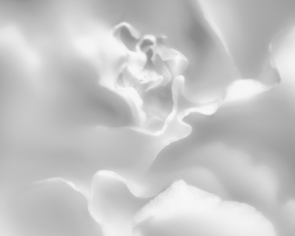 Silver Rose 2 Silver Rose 2
