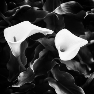 Two Calla Lilies Two Calla Lilies