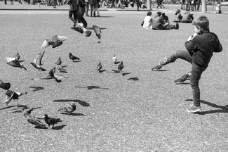 Pigeon Football Pigeon Football