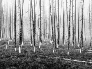 Yellowstone Quills