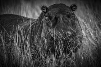 Who's Watching Who's Watching