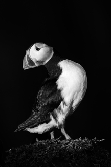 Morning Puffin Morning Puffin
