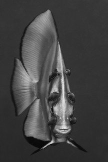 Parallel-Parasites Parallel-Parasites