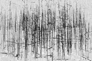 Forest Burn Forest Burn