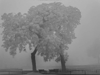 Trees In Delhi's Smog Trees In Delhi's Smog