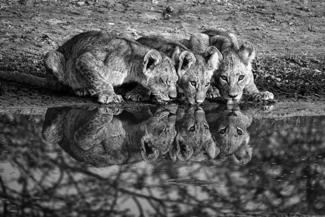 3 Cubs Drinking