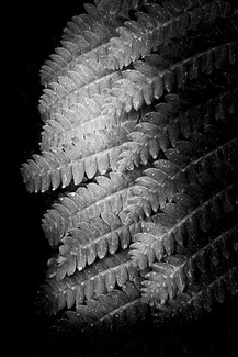 Fern Leaves With Dew